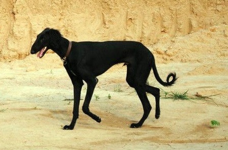 挪威短跑选手速度之王轻松过关