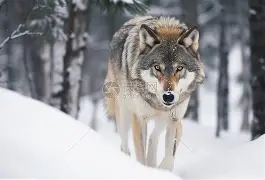 世俱杯官网-狼堡客场失球，难逃失败厄运