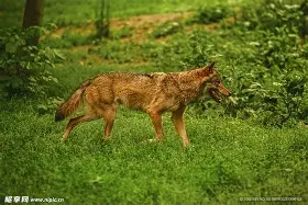 狼堡客场失球，难逃失败厄运
